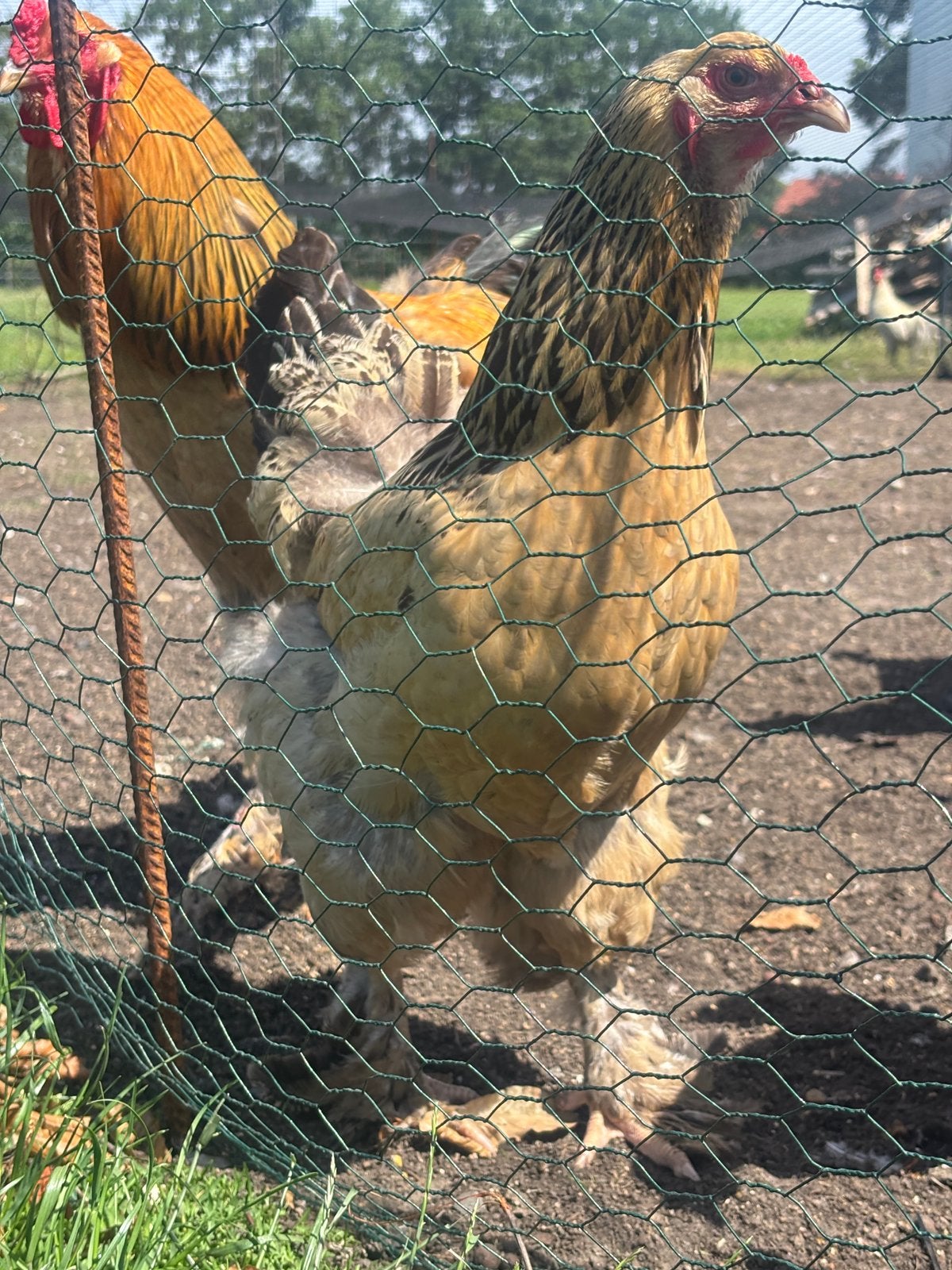 Brahma Kuikens, Dieren en Toebehoren, Pluimvee, Geslacht onbekend, Kip