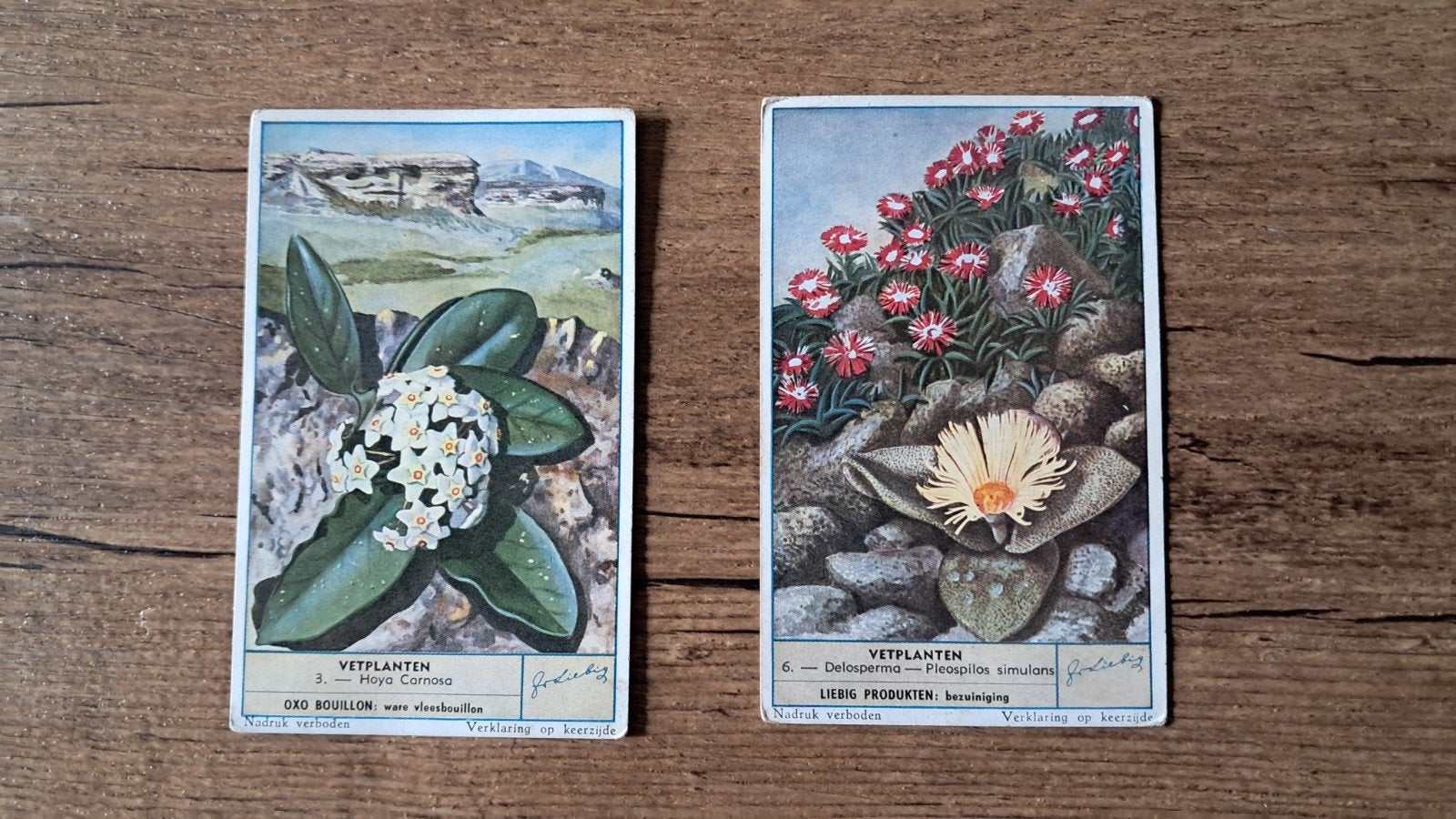 Liebeg vetplanten, Hobby & Loisirs créatifs, Cartes | Fabrication, Enlèvement ou Envoi