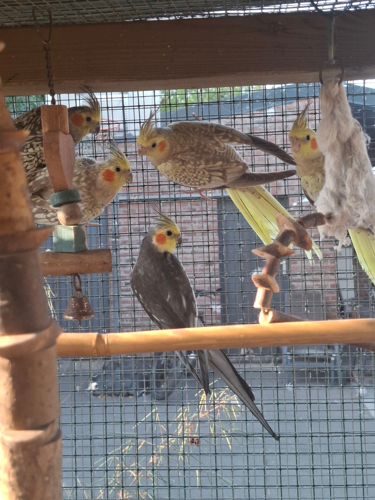 valkparkieten, Dieren en Toebehoren, Vogels | Parkieten en Papegaaien