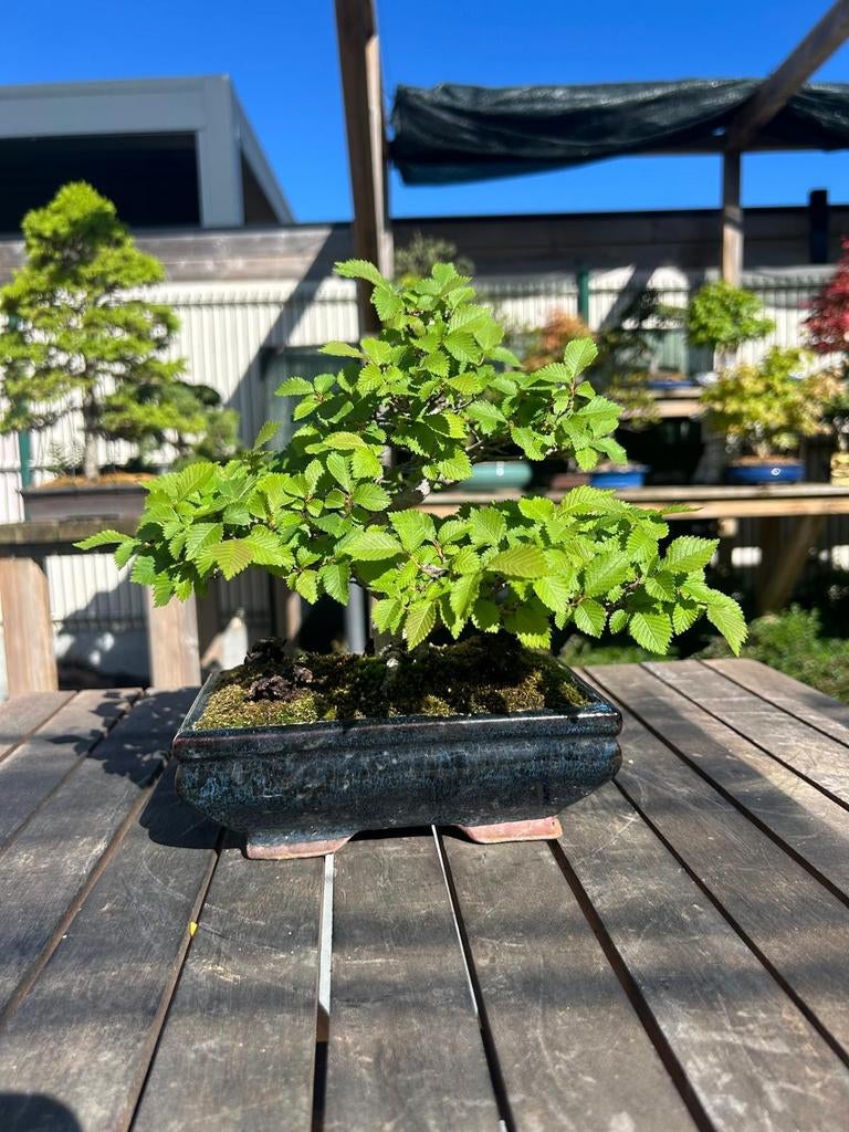 Belgische Veld Iep, Tuin en Terras, Ophalen
