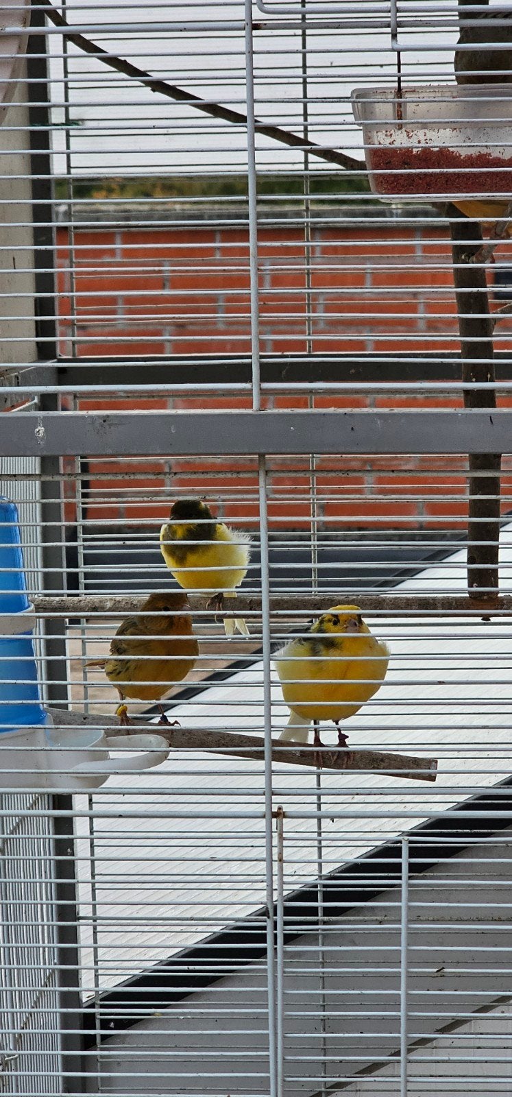 Hasselt, Dieren en Toebehoren, Kleurkanarie