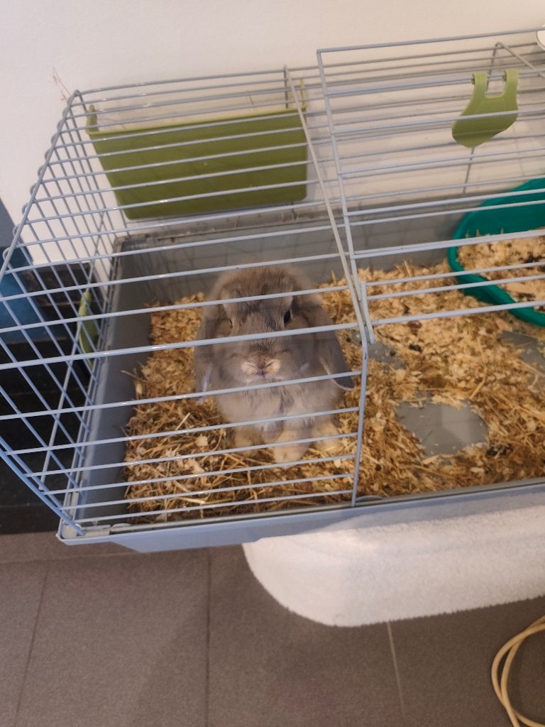 Jong Mini Lop hangoor konijn (2,5 maand) met hok en toebehor, Dieren en Toebehoren, Konijnen, Mannelijk, Middelgroot, Hangoor
