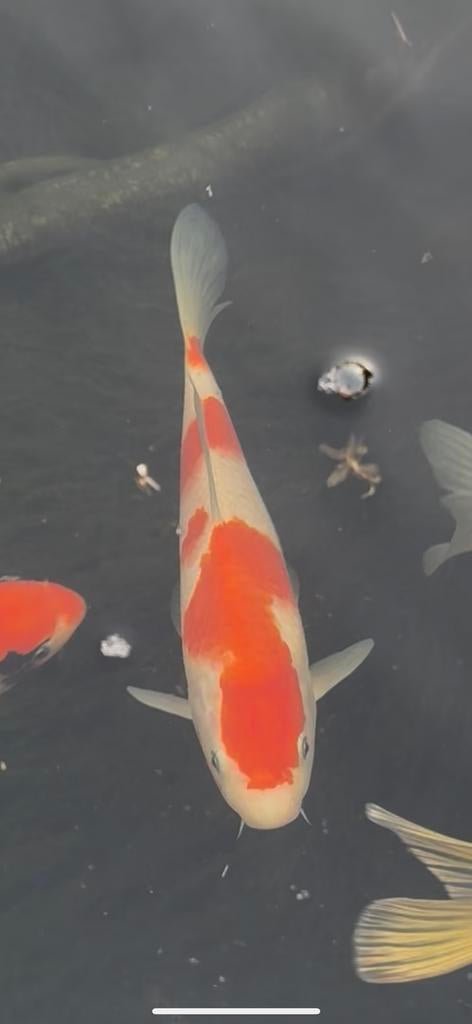 Kohaku Nisai, Dieren en Toebehoren, Vissen | Vijvervissen