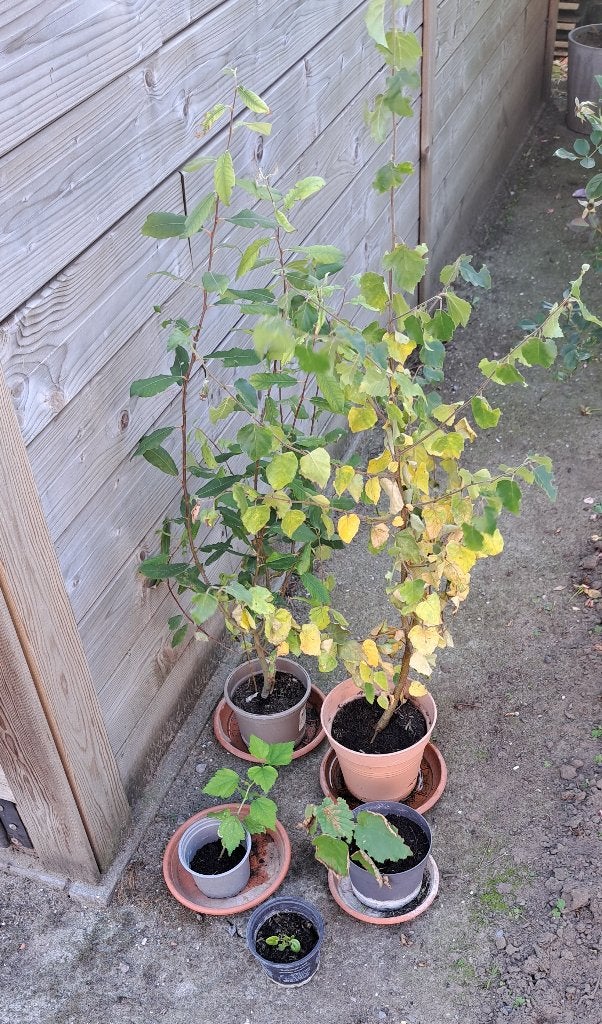 4 tuinplanten en 1 kamerplantje, Tuin en Terras, Vaste plant, Halfschaduw, Zomer, Ophalen