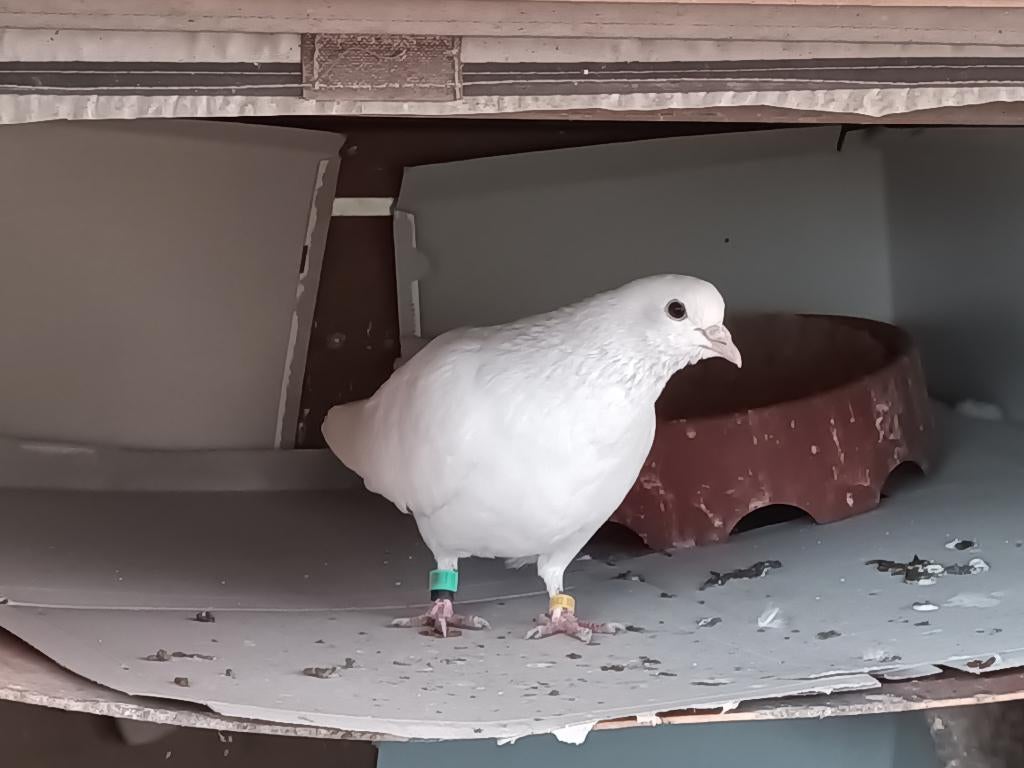 Takla - wit - nog 1 doffer, Dieren en Toebehoren, Mannelijk, Tuimelaar of Roller