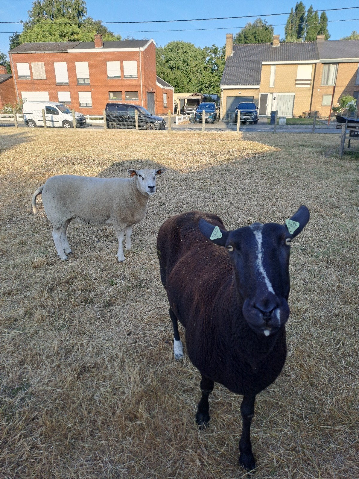 schapen te koop, Dieren en Toebehoren, Schapen, Geiten en Varkens, Vrouwelijk, Schaap, 3 tot 5 jaar