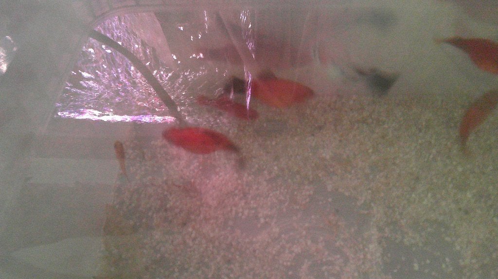 PLATY'S RUILEN