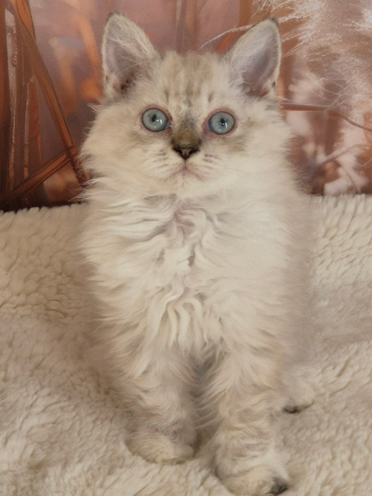 Selkirk Rex, Plusieurs animaux, Avec pedigree, 0 à 2 ans