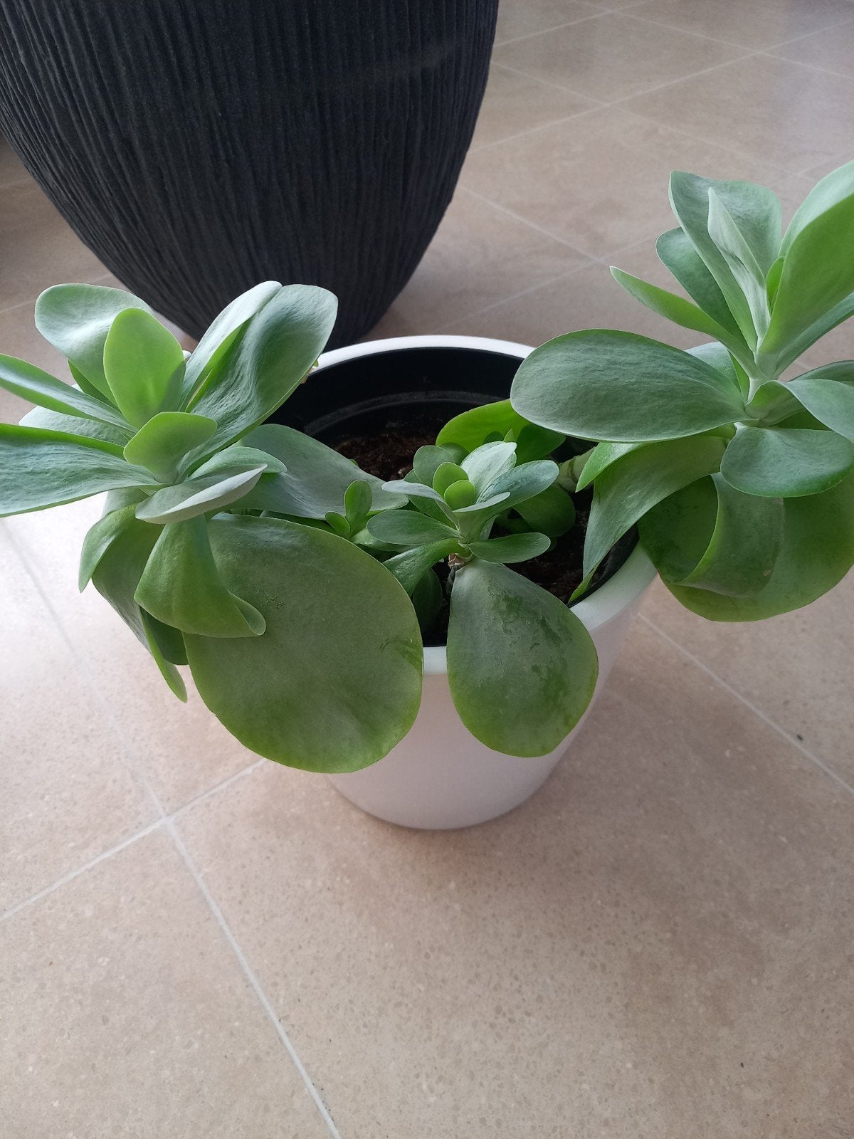 Kalanchoë kamerplant, Ophalen, In pot