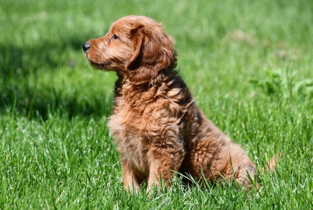 Goldendoodle pups te koop, Dieren en Toebehoren, 15 weken tot 1 jaar, Overige rassen, Buitenland, Teef