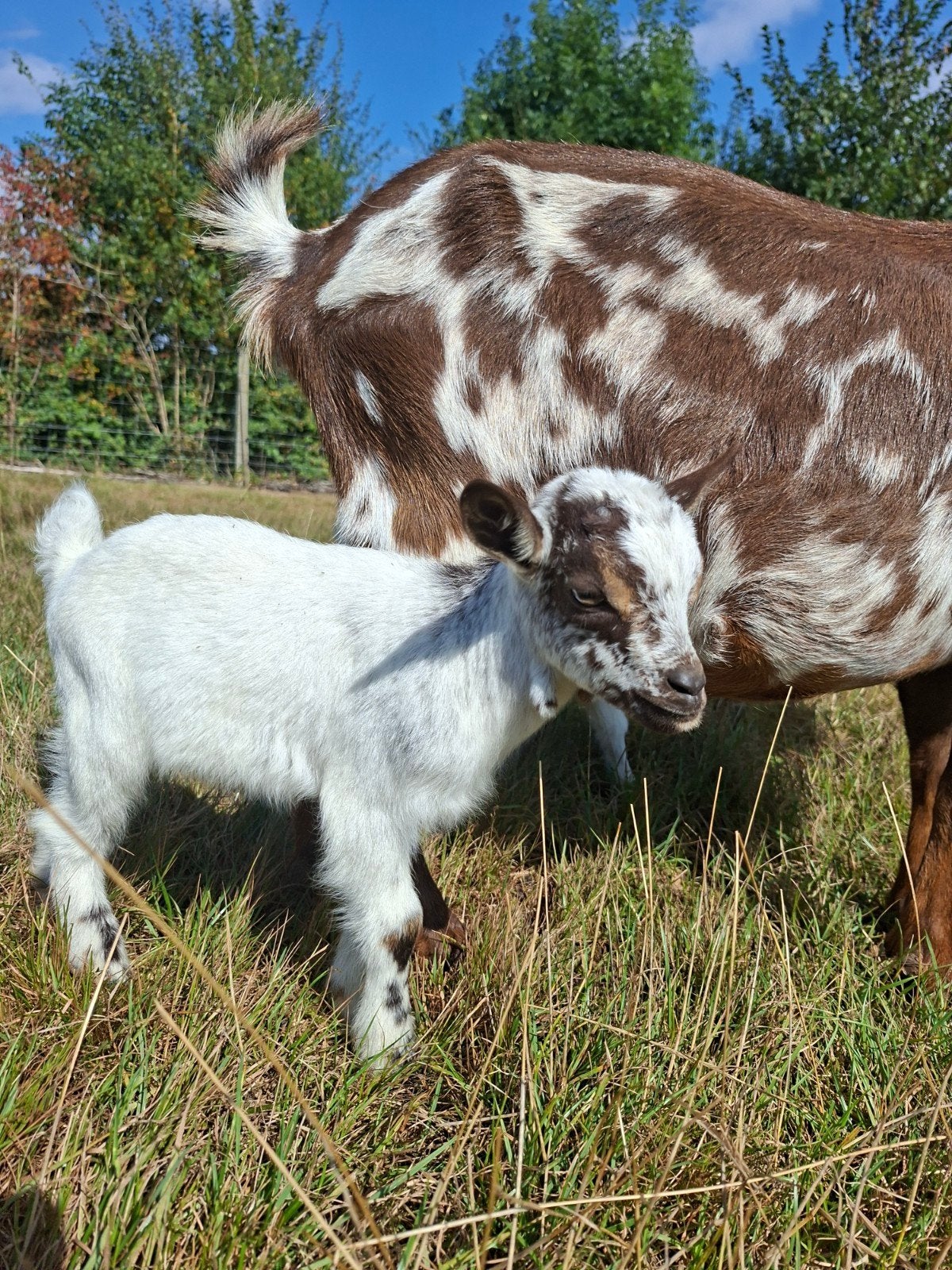 2 dwerggeitjes, Dieren en Toebehoren, Mannelijk, Geit, 0 tot 2 jaar