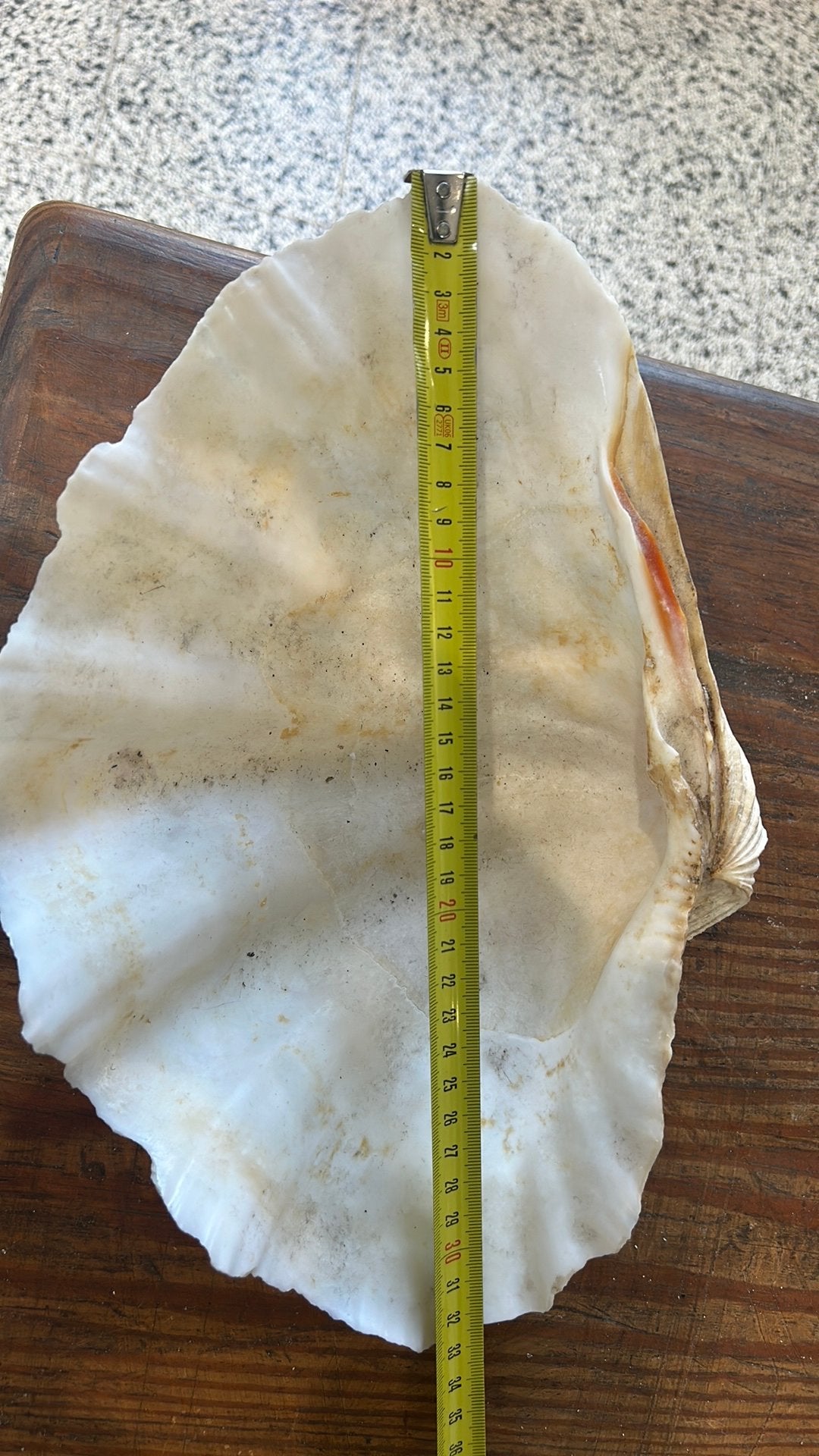 reusachtige mosselschelp (mogelijk Tridacna gigas), Ophalen of Verzenden, Fossiel