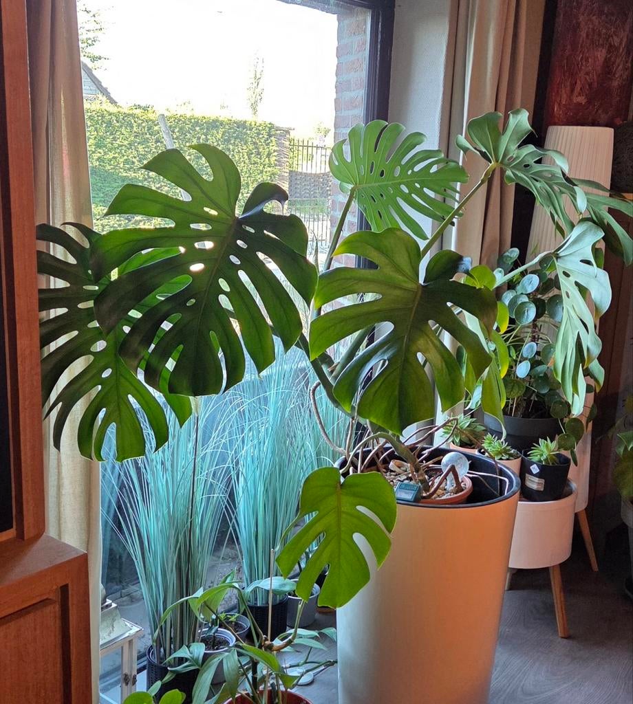 Monstera, Huis en Inrichting, Kamerplanten, Ophalen