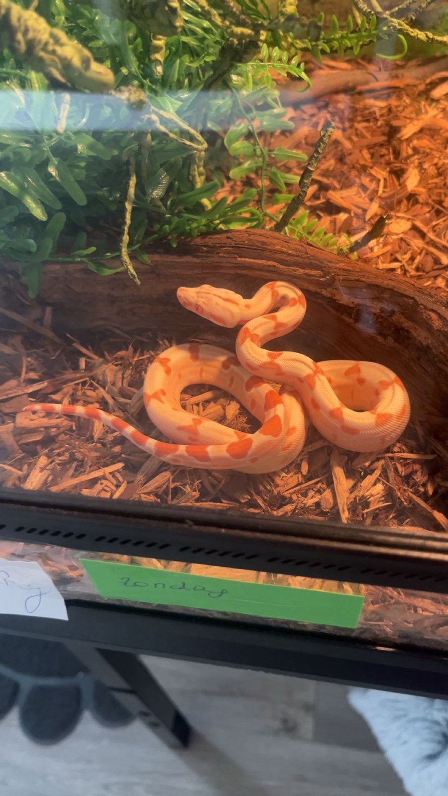 Jonge boa constrictor, Dieren en Toebehoren