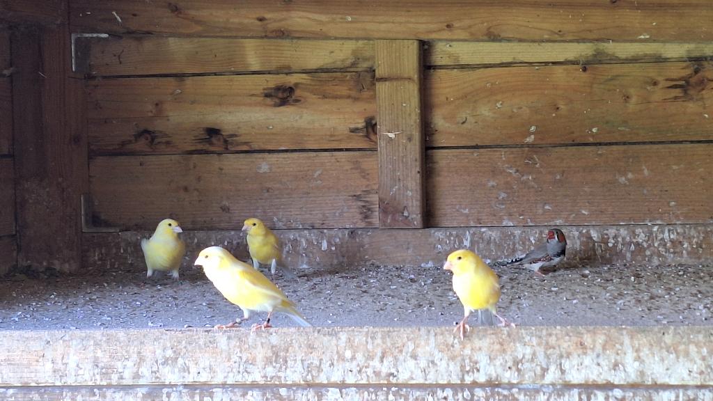 4 kanaries en zebravink, Dieren en Toebehoren, Vogels | Kanaries