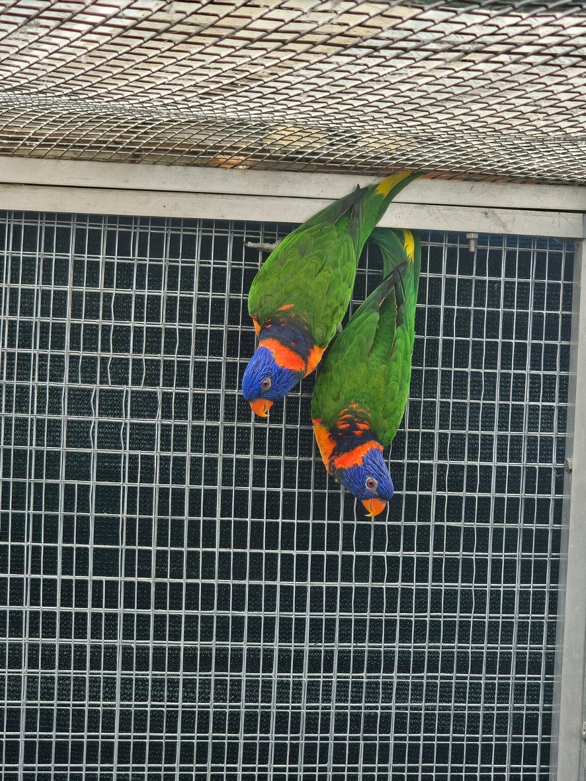 couple loris