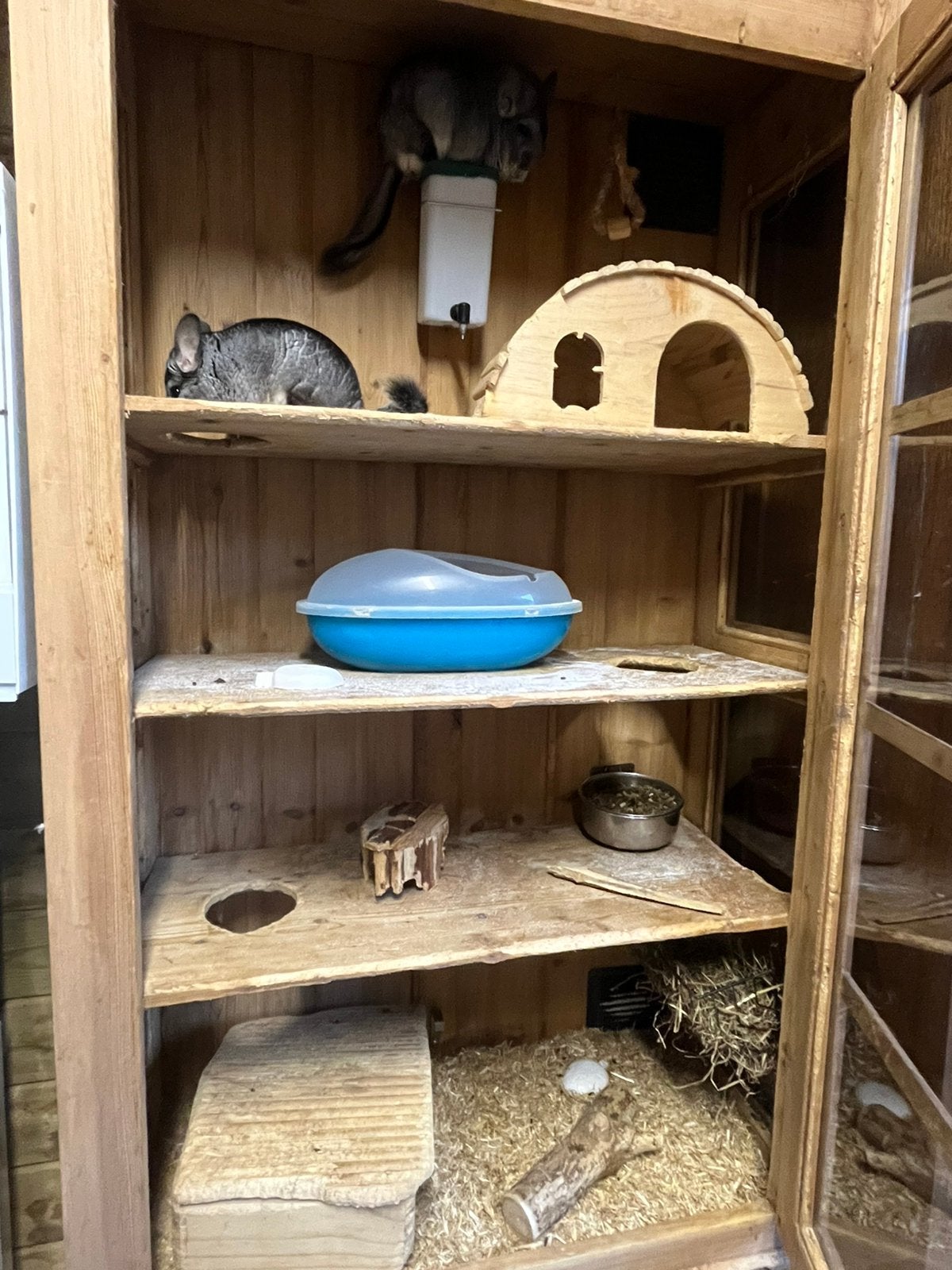 Chinchilla femelle, Animaux & Accessoires, Janvier, Femelle, Chinchilla
