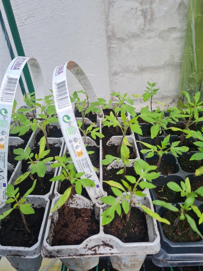 Tomatenplant en maïsplant. 1 euro per plant., Ophalen