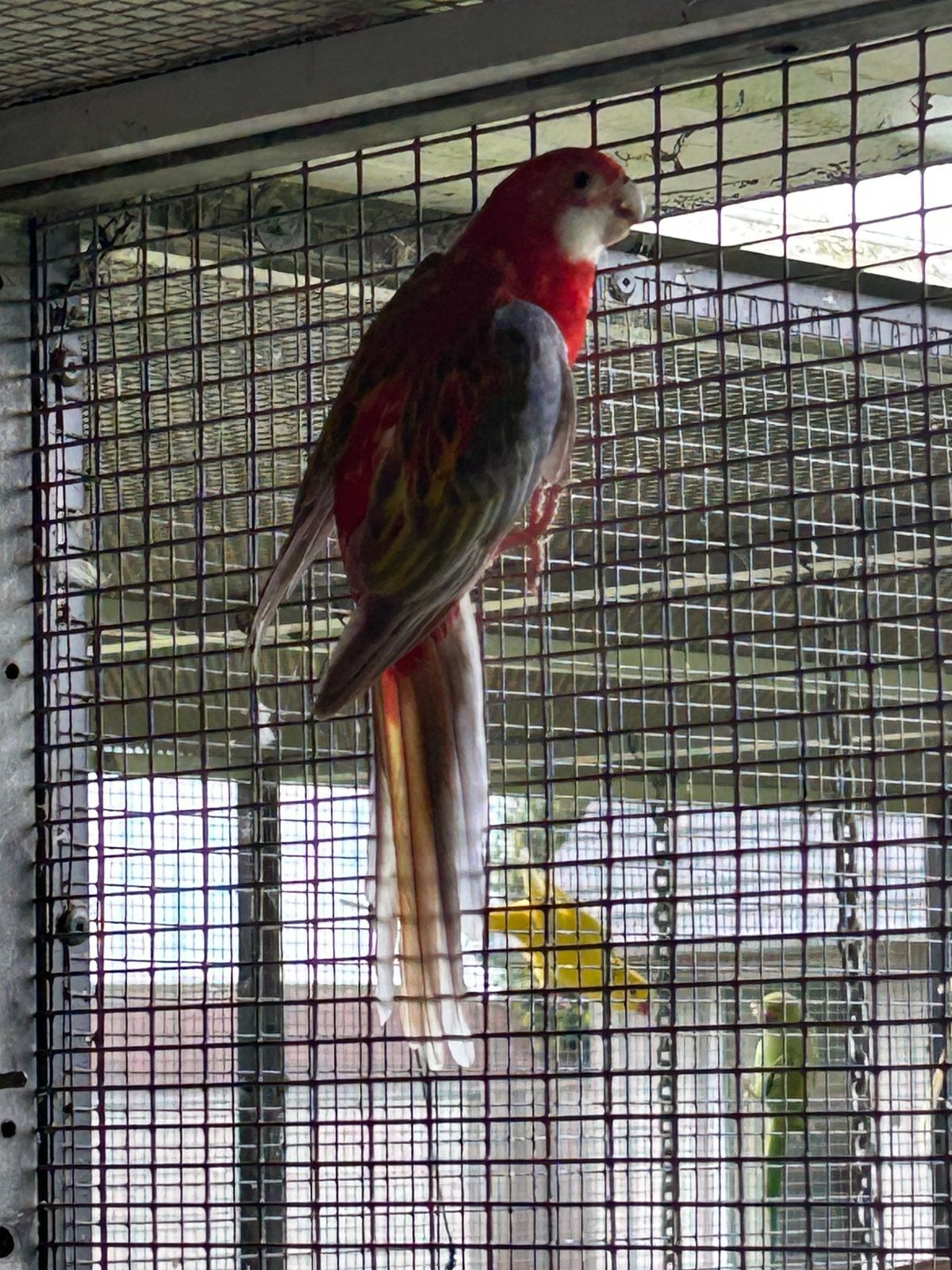 Rosellas, Dieren en Toebehoren