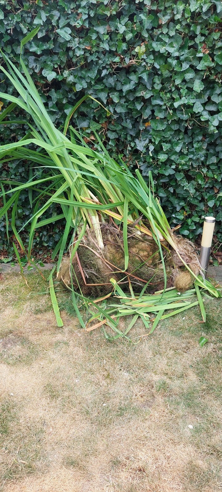 waterlelie kleur geel, Jardin & Terrasse, Plantes | Jardin, Enlèvement