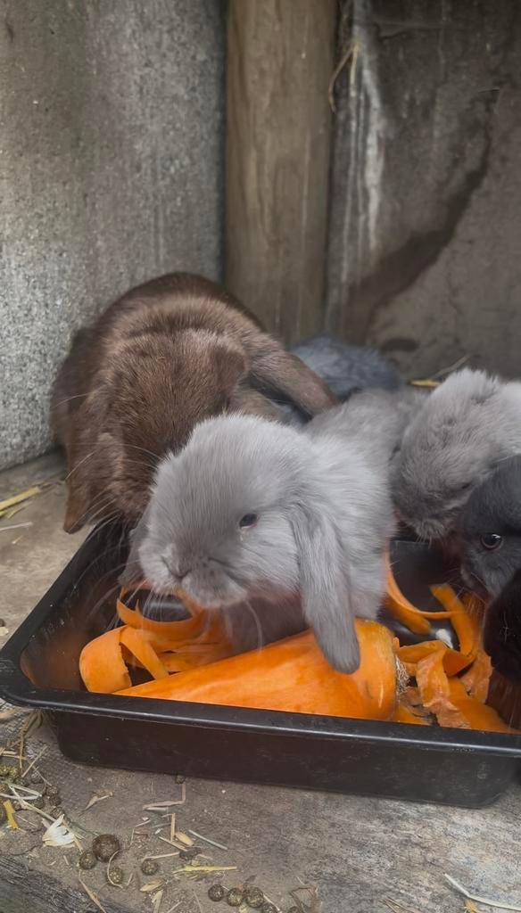 Minilop konijntjes, Dieren en Toebehoren, Konijnen, Meerdere dieren, Middelgroot, Hangoor, 0 tot 2 jaar