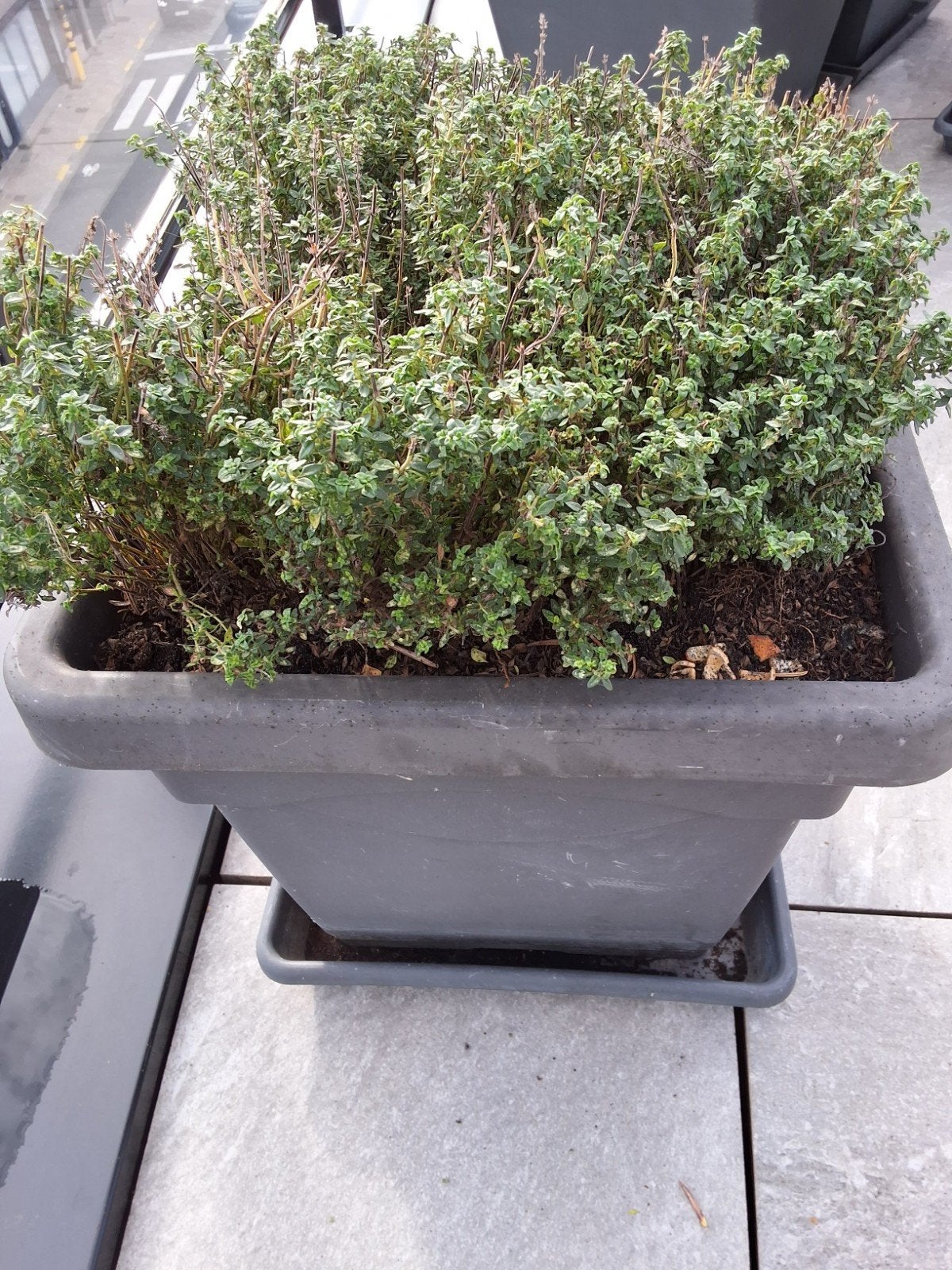 pot fleurs 3535 cm avec thym citronné, Enlèvement