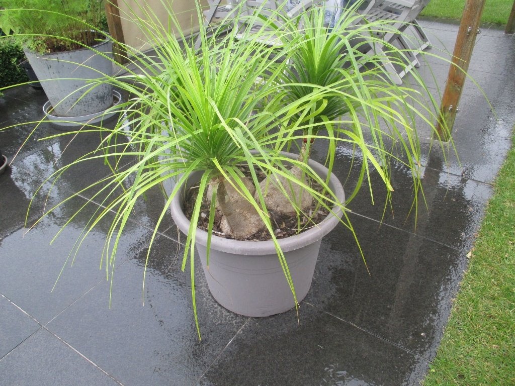 tropische plant beaucarne(oliefantenpoot), Tuin en Terras, Ophalen