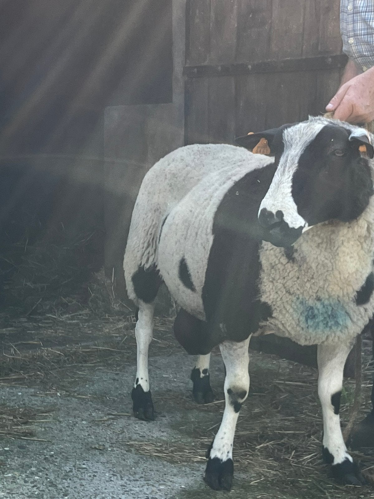 Baggerbonte ram, Dieren en Toebehoren
