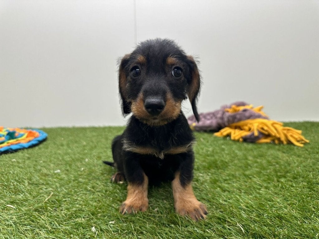 Ruwharige Dwergteckel pups, Parvo, België, 8 tot 15 weken, Dwerg