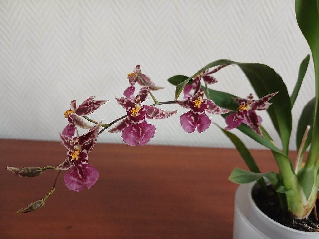 Orchidée (vraie), Autres espèces, Plante à fleurs, Moins de 100 cm, Enlèvement