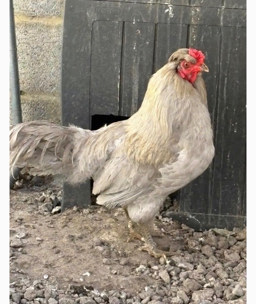 Araucana Haan, Dieren en Toebehoren, Mannelijk, Kip