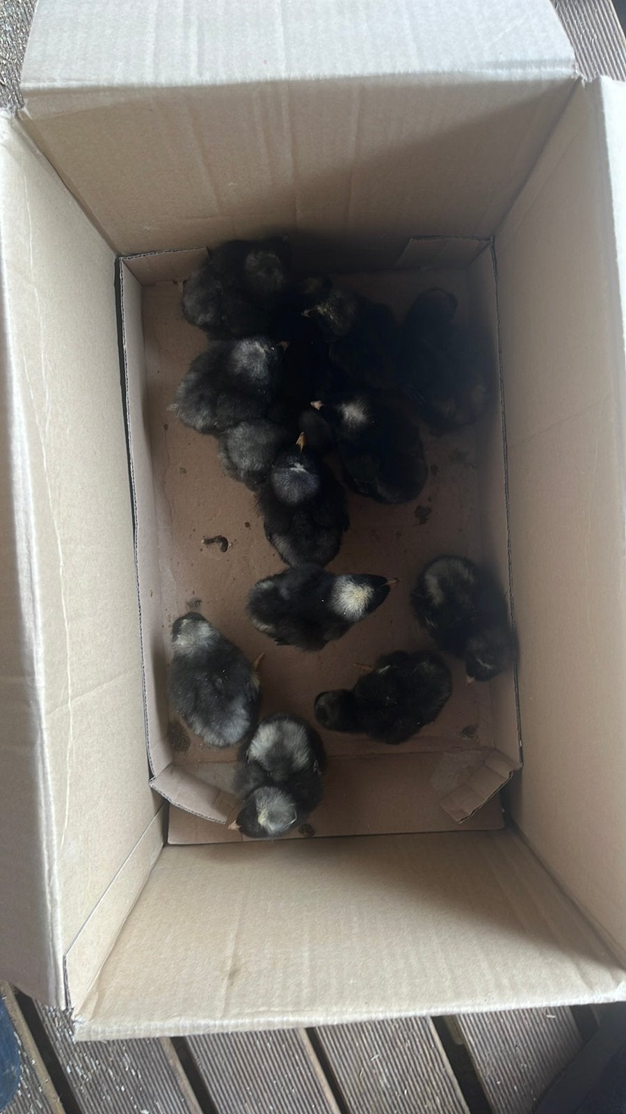 7 haantjes mechelse koekoek kuikens 3 dagen oud, Dieren en Toebehoren, Pluimvee