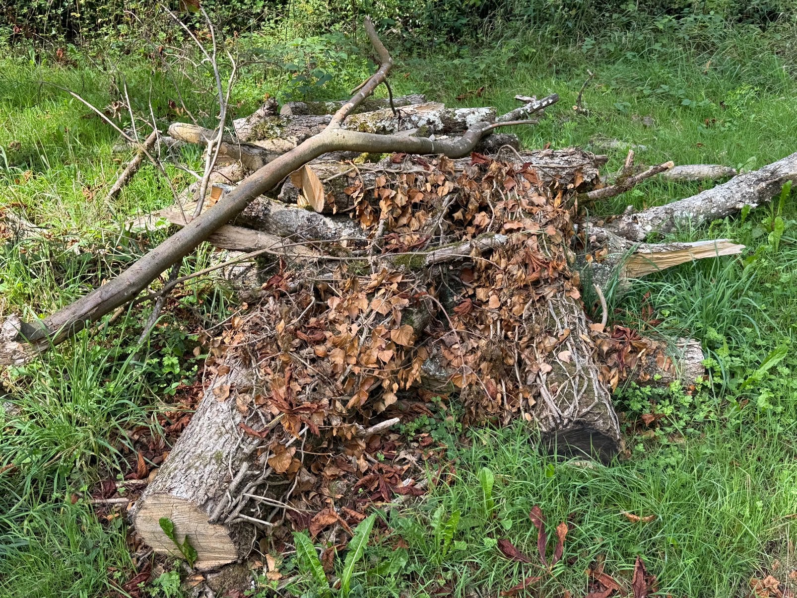 Bois gratuit à prendre – arbres déjà abattus, Jardin & Terrasse, Enlèvement