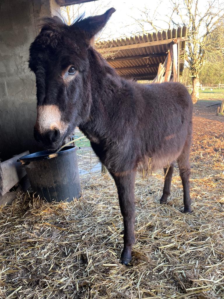 Ezels hengsts, Dieren en Toebehoren, Hengst, M, Gechipt, 0 tot 2 jaar
