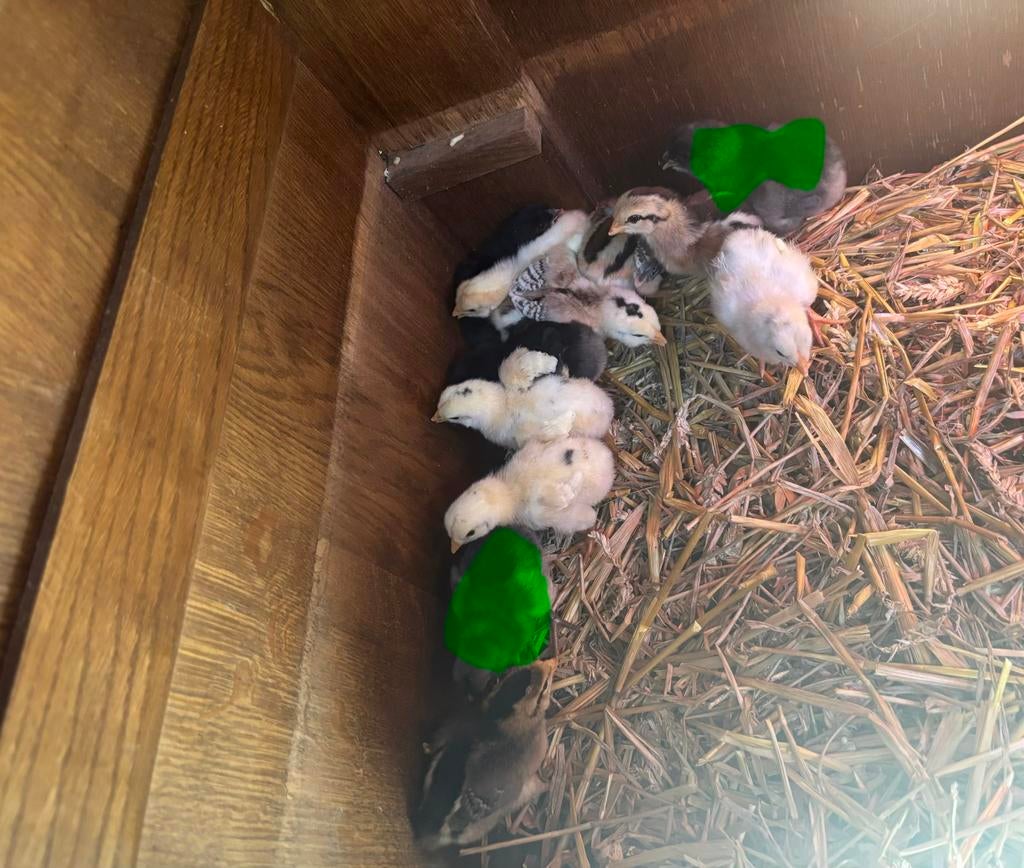 Auraucana kuikens, Meerdere dieren, Kip