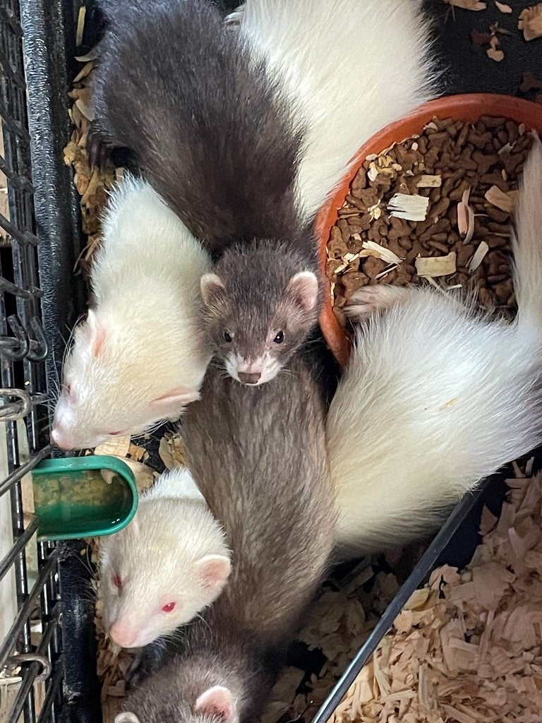 Frites, furet, Furet, Mars, Domestique, Plusieurs animaux