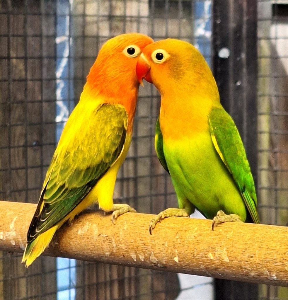 agapornis fischeri dwergpapegaai, Animaux & Accessoires, Oiseaux | Perruches & Perroquets, Sexe inconnu, Perroquet nain ou Inséparable
