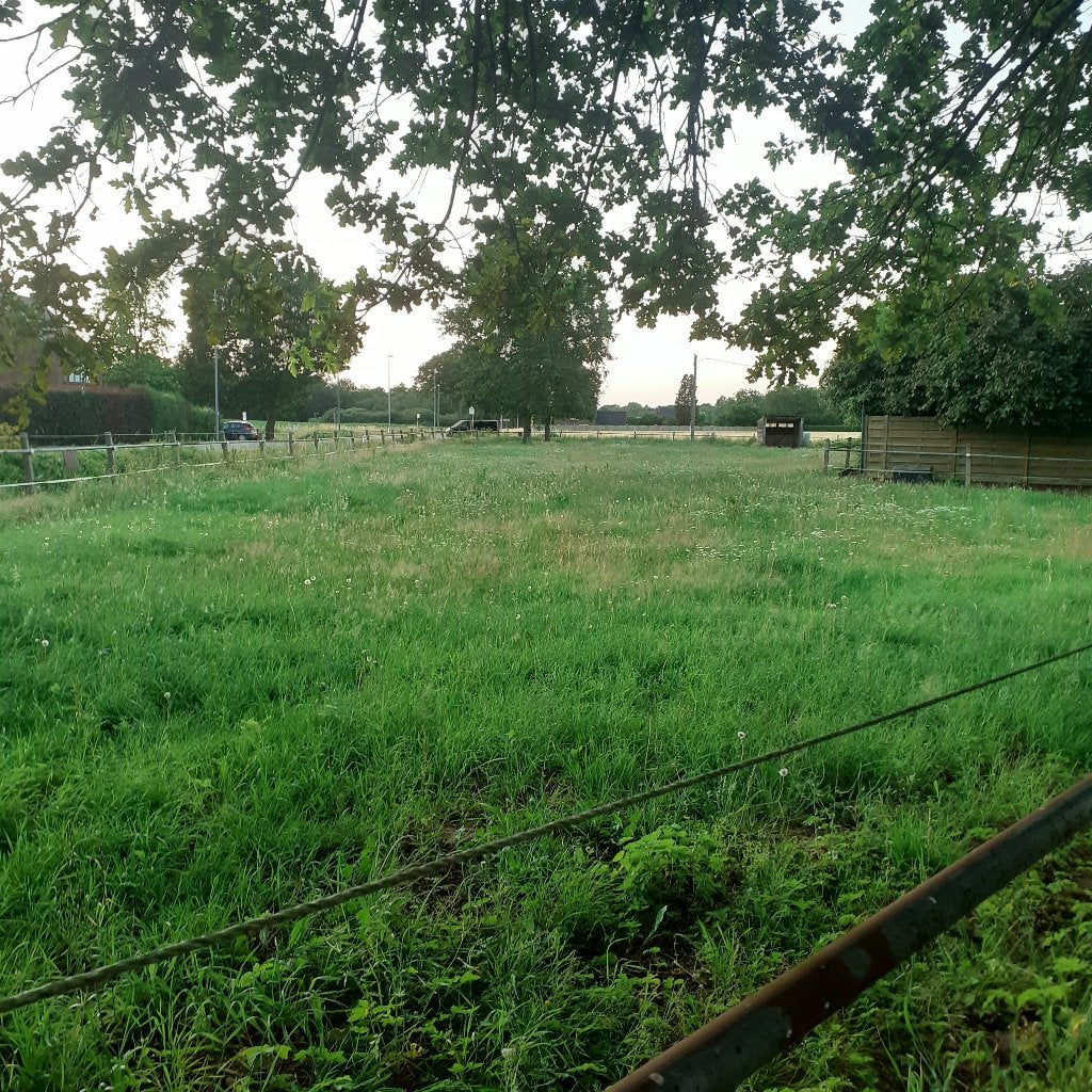 Weide te huur, Pâturage, 1 cheval ou poney