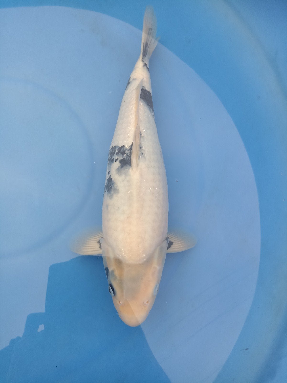 Koi shiro utsuri, Dieren en Toebehoren, Vissen | Vijvervissen