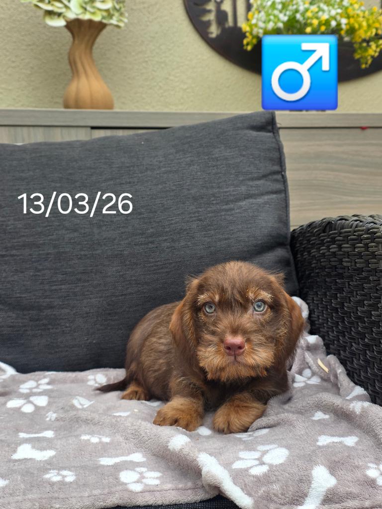 ruwhaar teckel pups, Parvo, België, 8 tot 15 weken, Dwerg