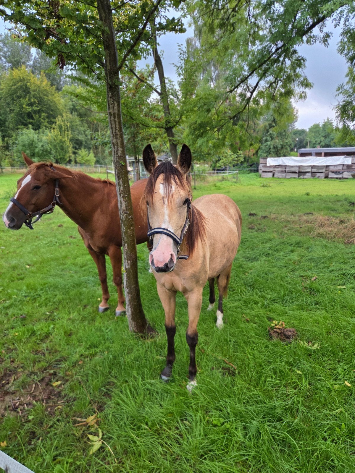 buckskin quarter merrie
