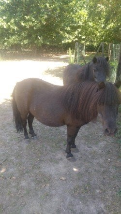 2 shetlandpony's, Merrie, A pony (tot 1.17m), Met stamboom, Onbeleerd