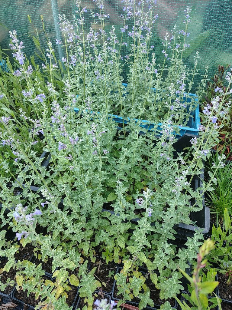 Nepeta (Kattenkruid) P9, Tuin en Terras, Ophalen, Vaste plant
