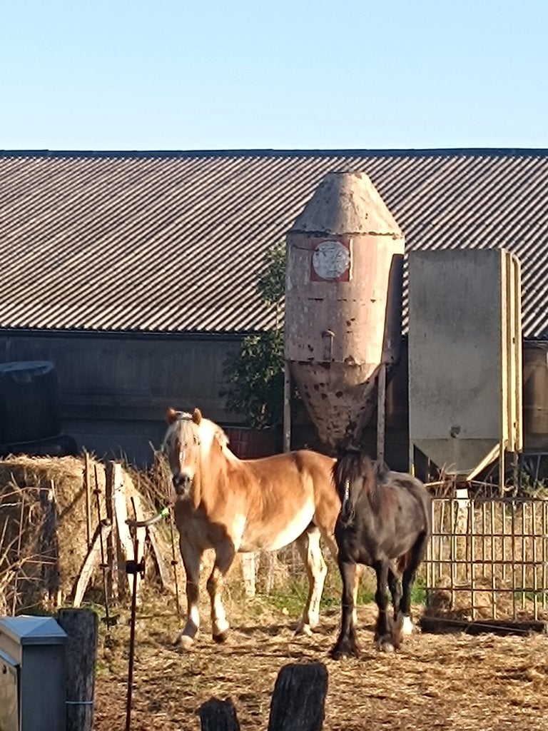 Haflinger, Animaux & Accessoires, Avec pedigree, 11 ans ou plus, Hongre, Moins de 160 cm