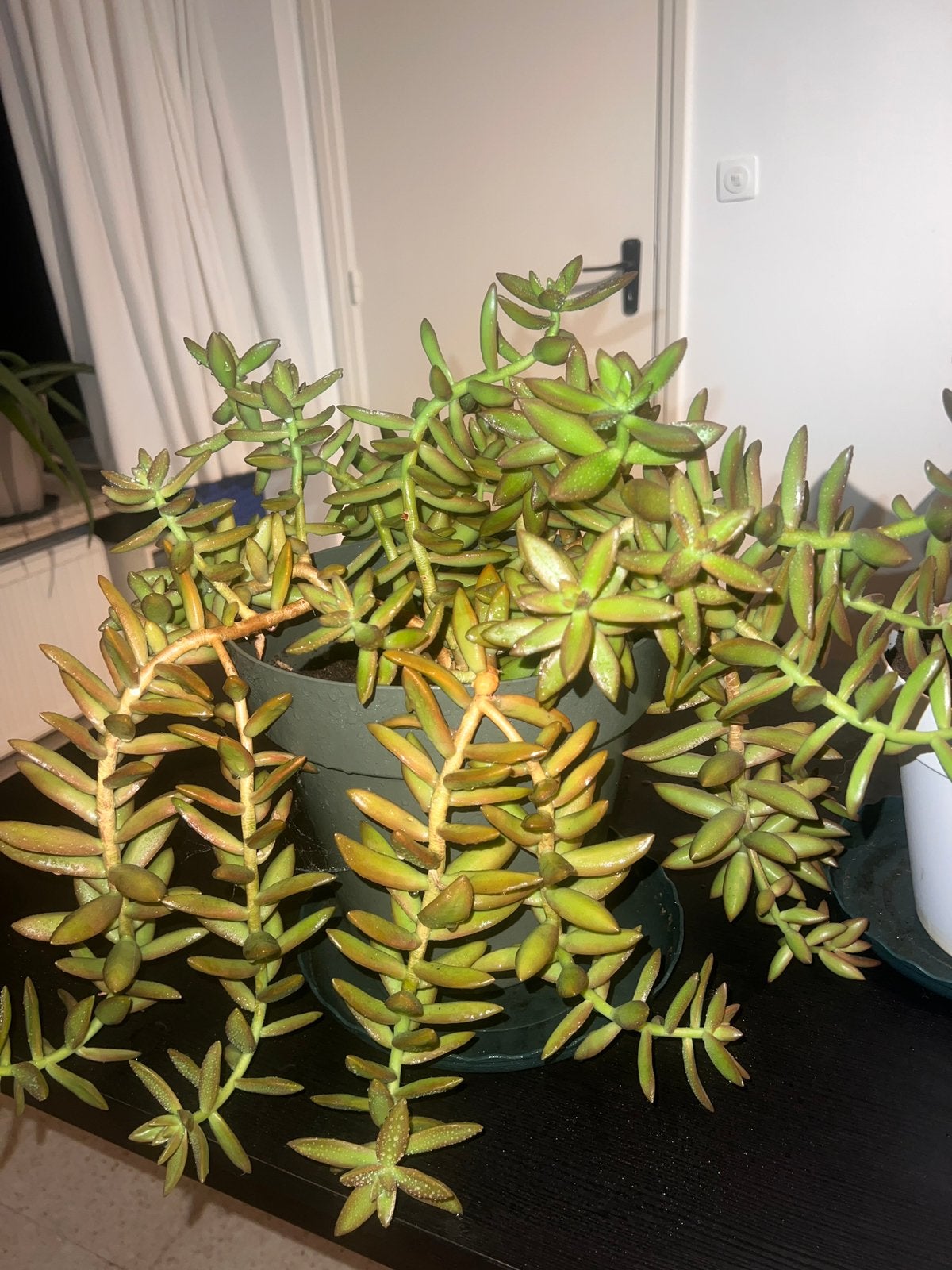 6 grote planten – 4 cactussen, aloë vera en vetplant, Ophalen