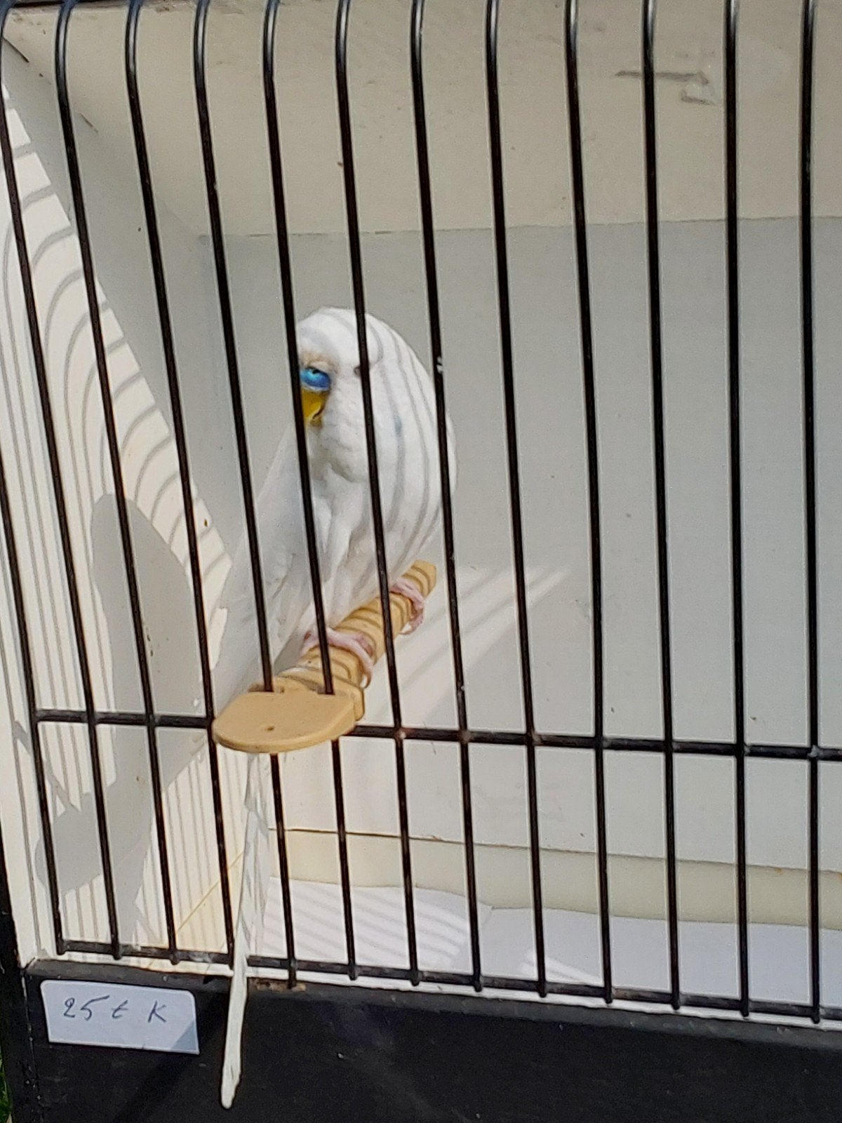 Grasparkiet, Dieren en Toebehoren