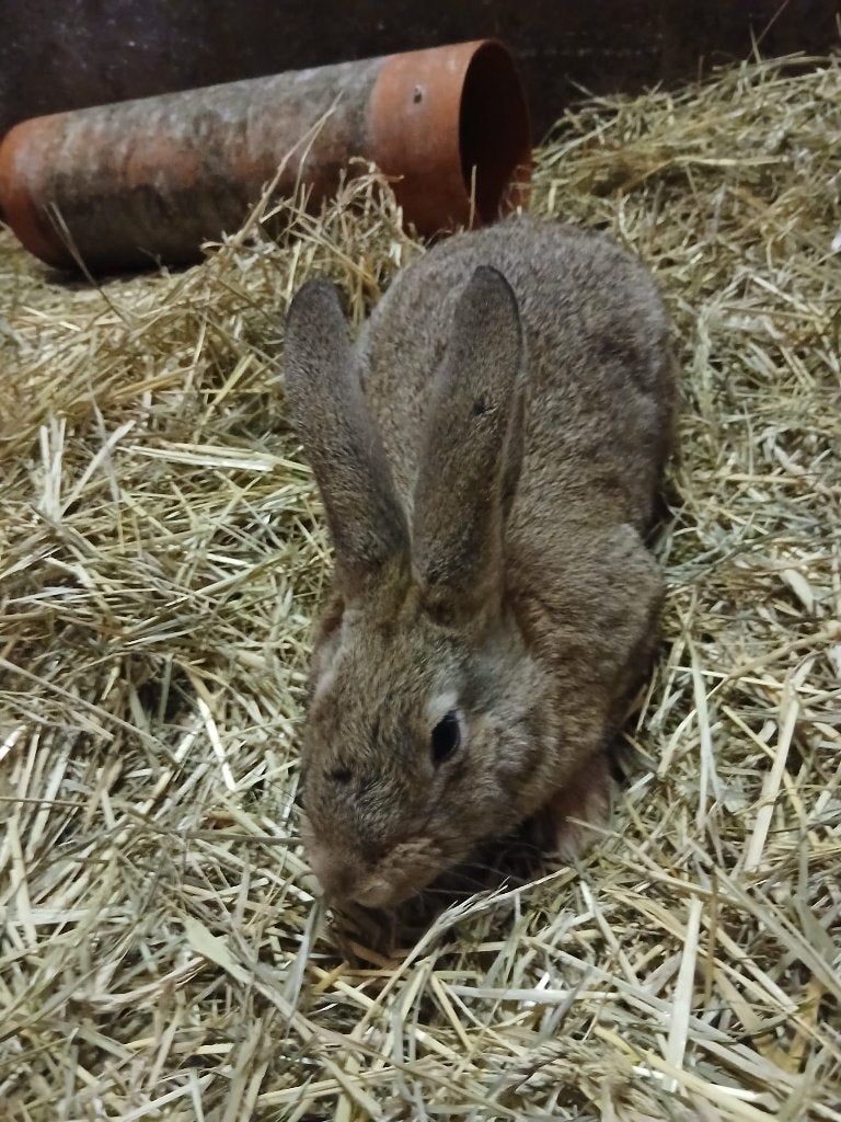 Konijnen, Dieren en Toebehoren, Meerdere dieren, Groot, 0 tot 2 jaar