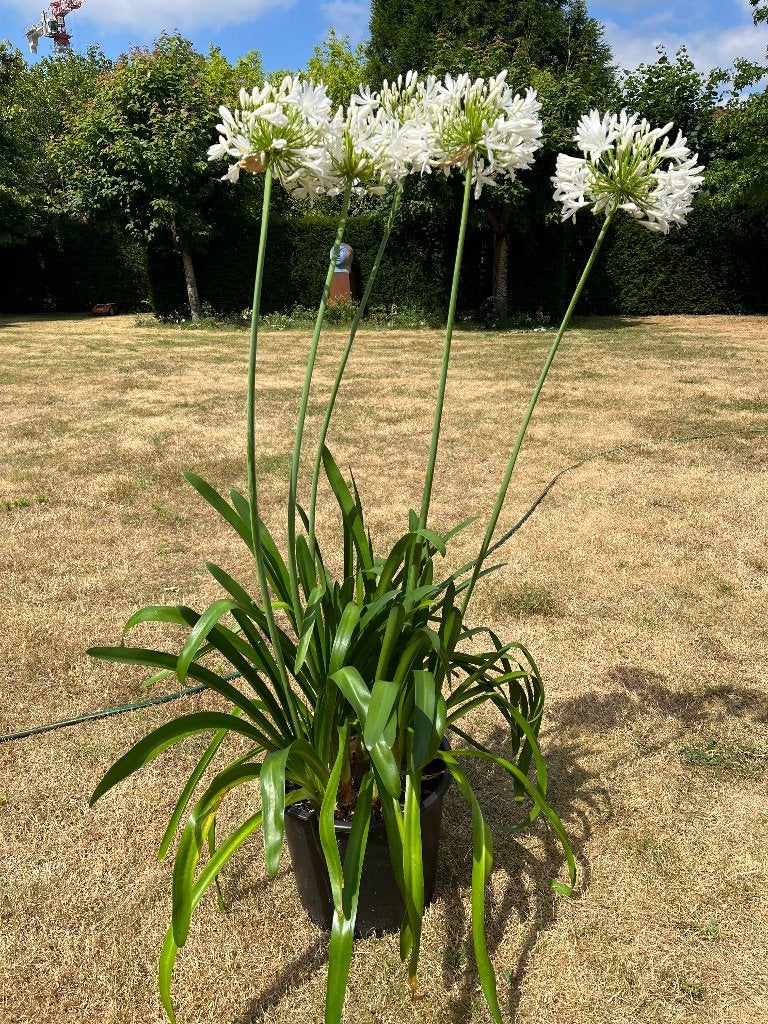 Plant, Tuin en Terras, Planten | Tuinplanten, Volle zon, Vaste plant, Zomer, Ophalen