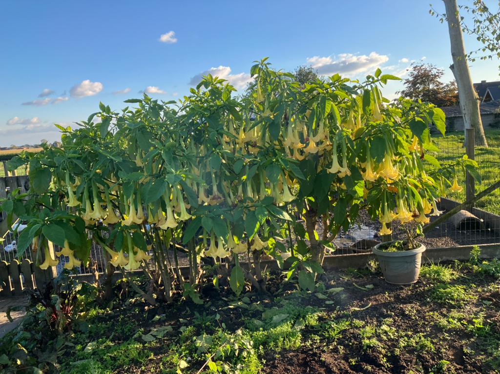 Brugmansia  ( groot & klein), Ophalen