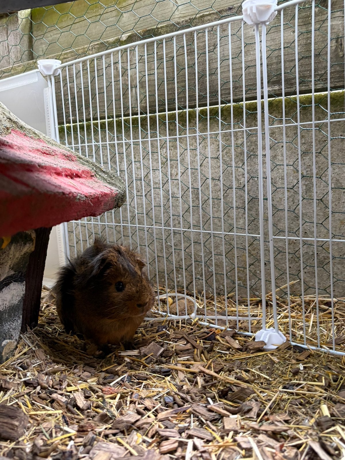 beertje cavia 5 maanden, Animaux & Accessoires, Rongeurs, Février, Mâle, Cobaye